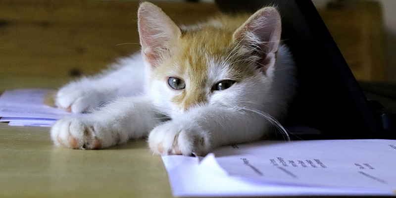 Cat laying on a stack of documents