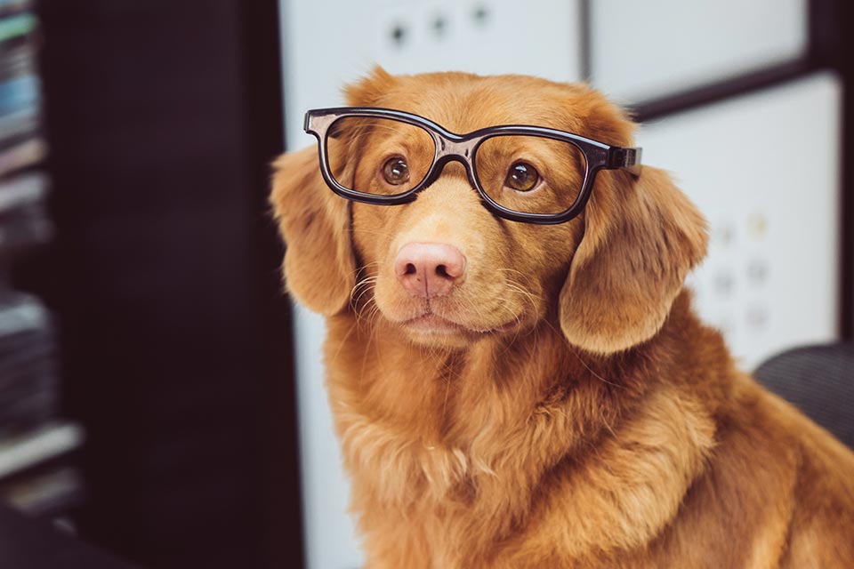 Dog wearing reading glasses