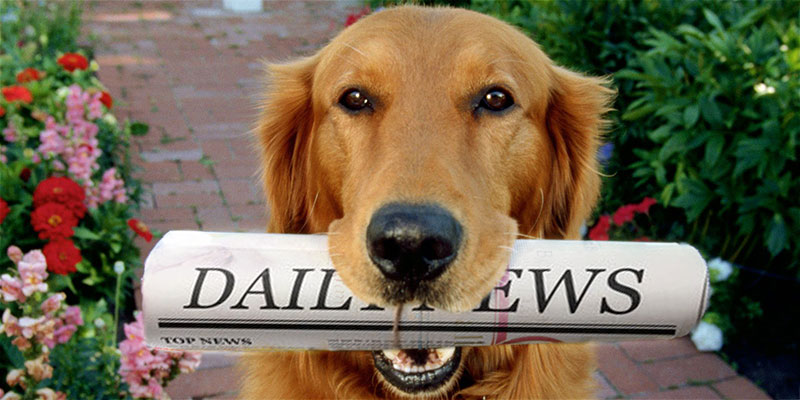 Dog holding a newspaper in its mouth