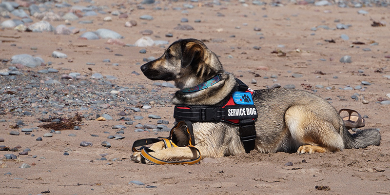 Dog at the beach wearing a harness labeled Service Dog