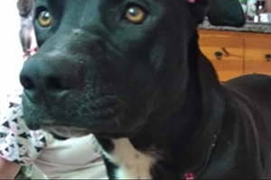 Tita the dog, who was shot and killed by a police officer in Argentina
